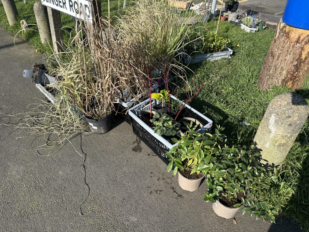 Plants